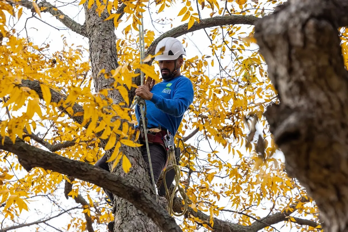 Skilled Storm Damage Cleanup crew working in Haughton