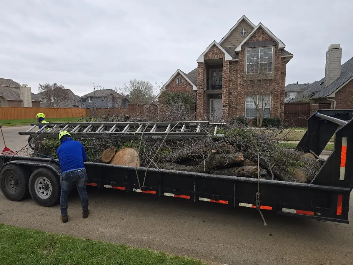 Expert Tree Removal with proper safety equipment in Haughton